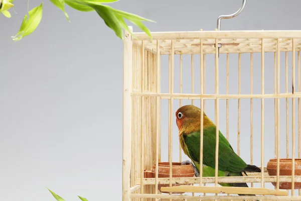 Parrot en gelukkige bamboe — Stockfoto