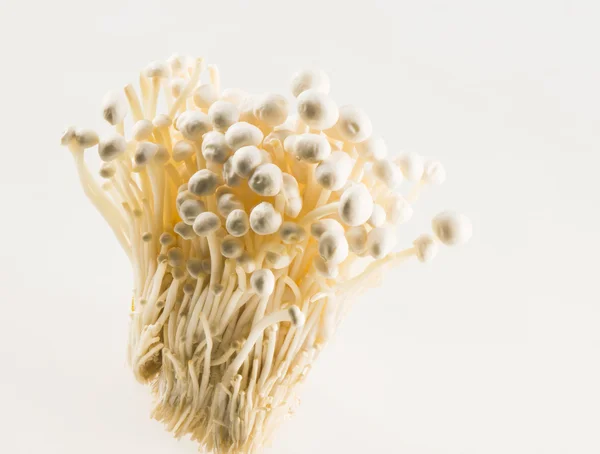 Mushroom on table — Stock Photo, Image