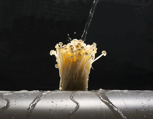 Cogumelo debaixo de água — Fotografia de Stock