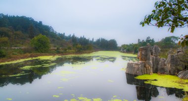 taş ormanında: yunnan, china