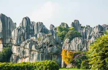 taş ormanında: yunnan, china