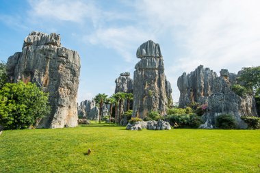 taş ormanında: yunnan, china