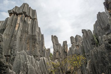 taş ormanında: yunnan, china