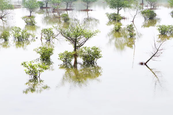 Seaside mangroves — Stock Photo, Image