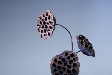 eski lotus pod