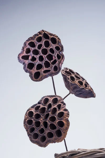 Old lotus pod in basket — Stock Photo, Image