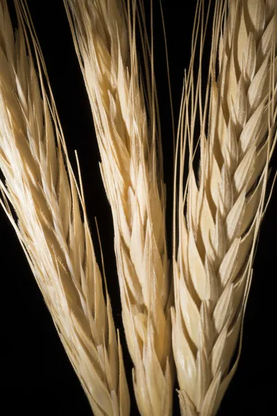 The ears of wheat on black background