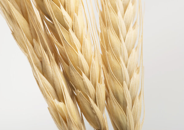 The ears of wheat on white background