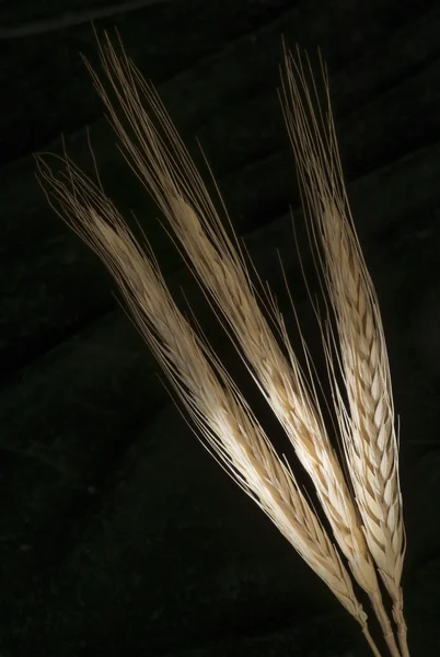 Les épis de blé sur fond noir — Photo