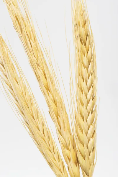 As orelhas de trigo no fundo branco — Fotografia de Stock