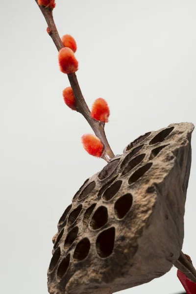Искусственный цветок сливы и капсула лотоса — стоковое фото