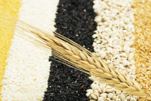 Змішаний рис і пшениця — стокове фото