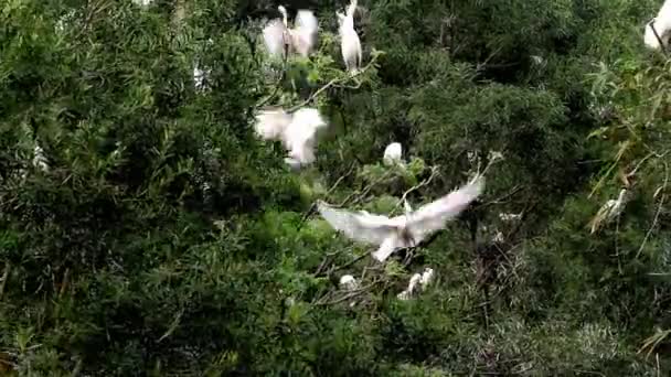 Een kudde van heron in de boom, qinzhou, provincie guangxi, china — Stockvideo