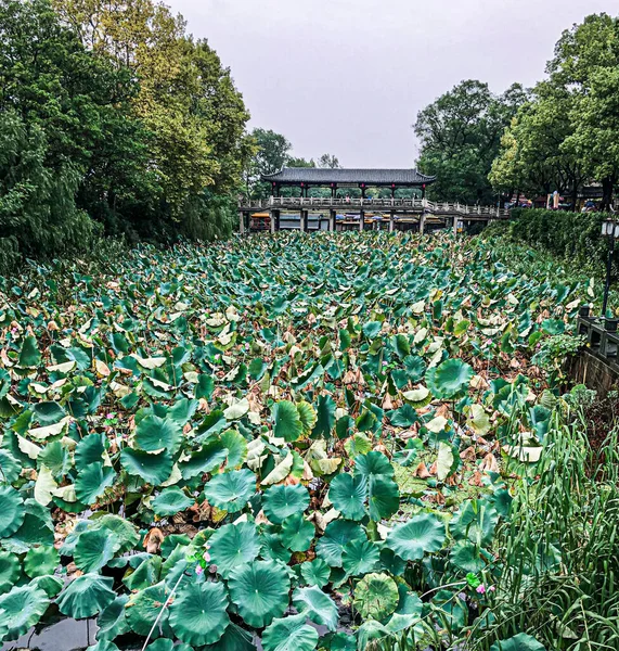 Lotus Pond Jinshan Temple Zhenjiang City — Stock Photo, Image