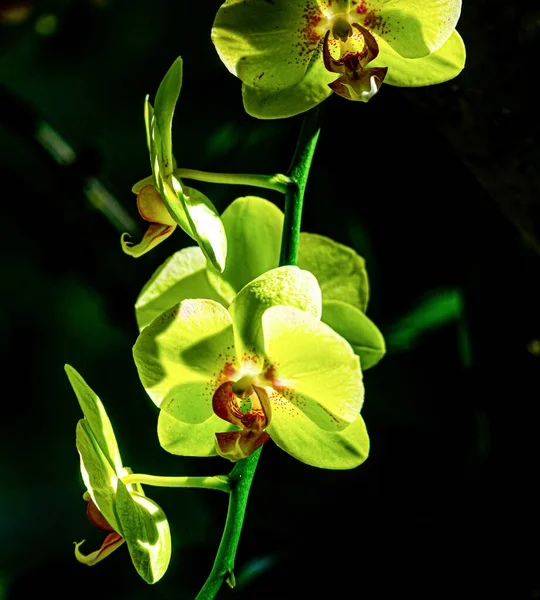 Beaux Nénuphars Dans Lac Dans Nature — Photo