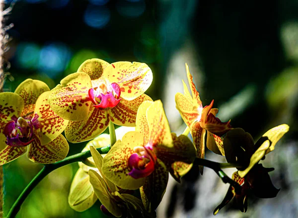 Phalaenopsis Aberto Inverno Natureza Sul — Fotografia de Stock