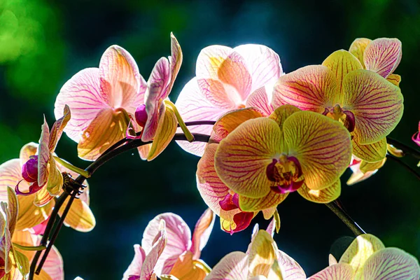 Phalaenopsis Ouvert Hiver Nature Sud — Photo