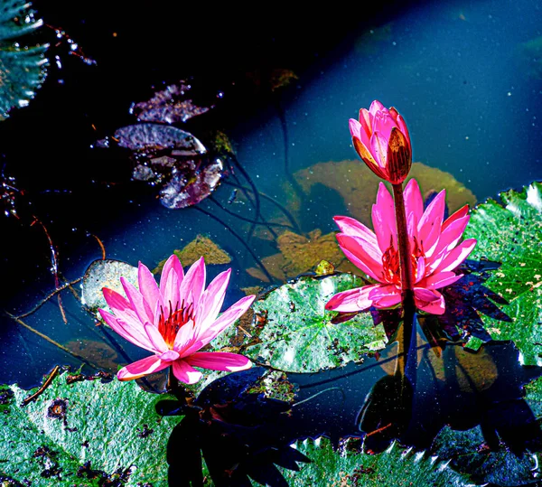 Beaux Nénuphars Dans Lac Dans Nature — Photo