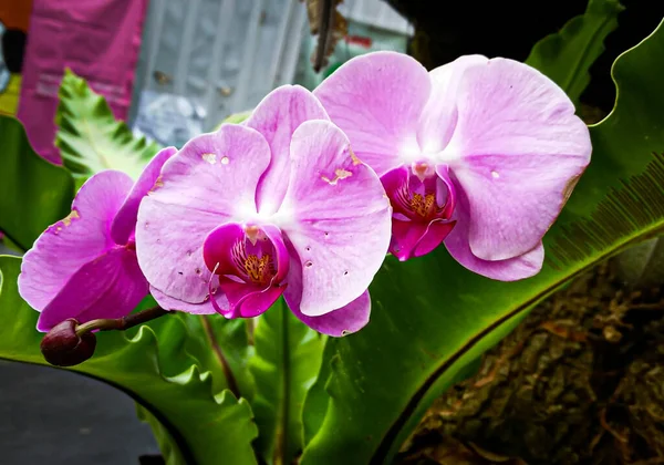 Phalaenopsis Ouvert Hiver Nature Sud — Photo