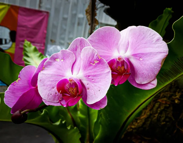 Phalaenopsis Ouvert Hiver Nature Sud — Photo