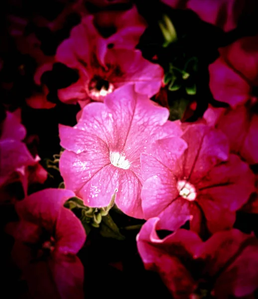 Florescendo Flores Natureza — Fotografia de Stock