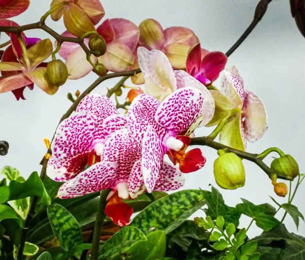 Phalaenopsis Ouvert Hiver Nature Sud — Photo