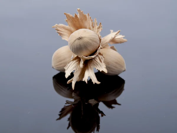 Tre nutlets — Foto Stock