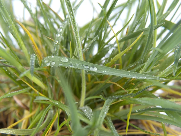 Dew on a grass — Stock Photo, Image