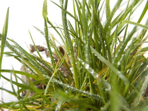 Tuft of grass — Stock Photo, Image