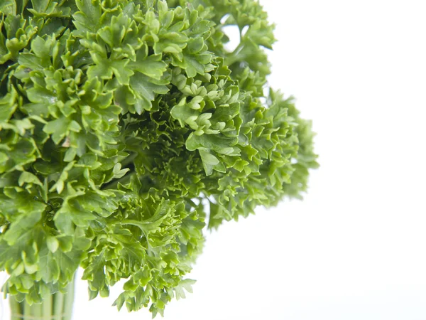 Parsley tree — Stock Photo, Image