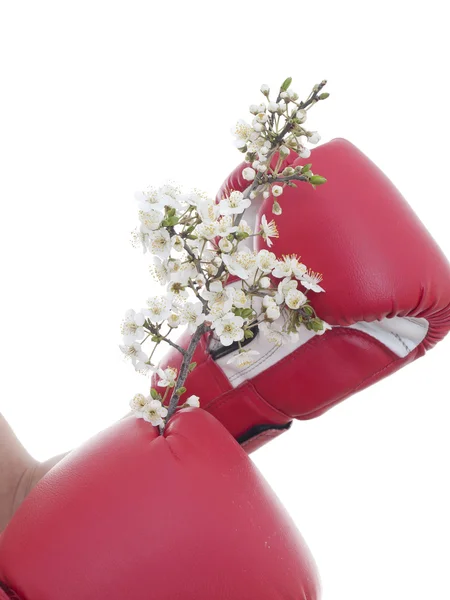 Hand in a boxing glove and a blossoming tree — Stock Photo, Image