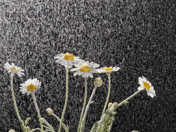 Manzanillas en la lluvia — Foto de Stock