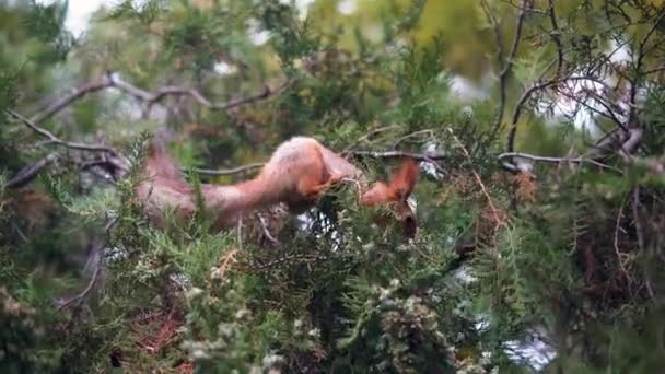 Kızıl sincap bir dalda çam fıstığı yiyor. Memeliler ağaçta fındık kemiriyor. Ormanda hayvan yaşamı. — Stok video