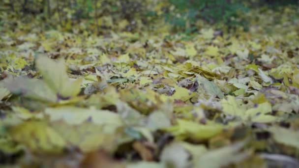 スローモーション、秋の公園でオレンジの落ち葉の上を歩くブーツの女性の足、定常的なショット、低角度。アウトドアアクティブライフスタイル. — ストック動画