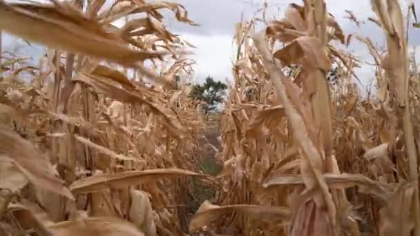 Épis de maïs mûrs sur des tiges de maïs sec dans le champ, récolte à l'automne, — Video