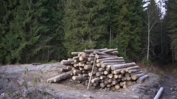 Pinheiros e abetos florestais. Pilhas de toras, indústria madeireira. Amplo transporte ou panorama de troncos de madeira se encontram perto da floresta. — Vídeo de Stock