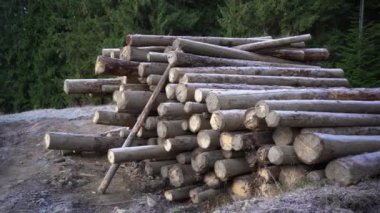 Orman yolunda büyük bir odun yığını. ahşap kütükler