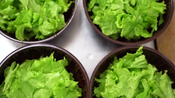 Pengiriman makanan. pemandangan atas dari banyak nampan plastik sekali pakai dengan daun selada di dalamnya. Delicious mudah diet kebugaran salad takeaway. — Stok Video