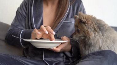 Bir köpekle kahvaltı, yakın plan bir tabak süt ve kadın ellerinde mısır gevreği. Spitz 'ini tabağından besle. Yüzü olmayan. Komik hayvanlar..
