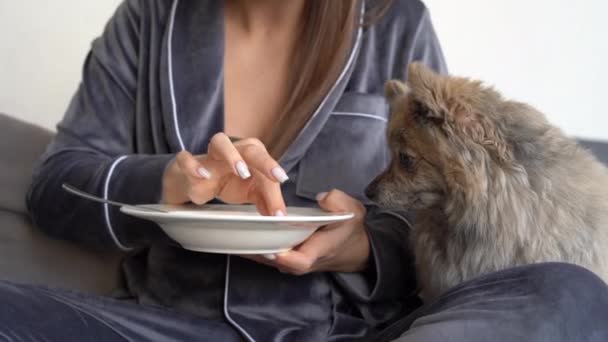 Frühstück mit Hund, Großaufnahme eines Tellers mit Milch und Getreide in weiblichen Händen. Füttern Sie Ihren Spitz vom Teller. ohne Gesicht. Lustige Tiere. — Stockvideo