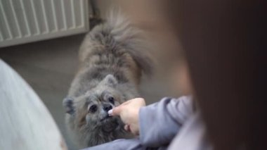 Köpek o kadar tatlı bir Spitz cins ki, evdeki ahşap masada oturuyor, ev sahibesi evcil hayvanını besliyor..