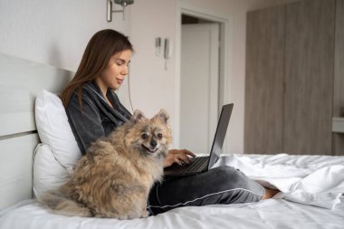 A beautiful girl in pajamas uses a laptop working remotely at home sitting on the bed, a spitz dog sits next to the hostess. copy space.
