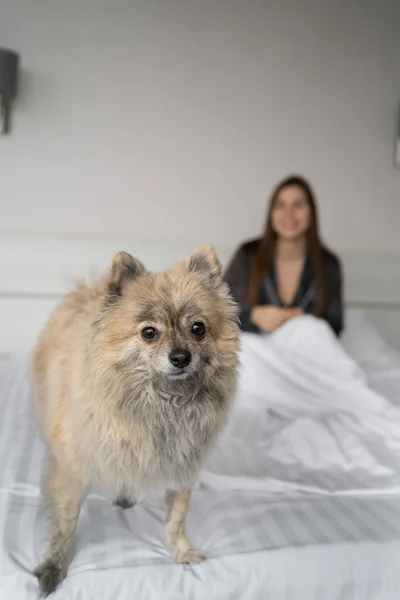 Happy Lady Lying Bed Her Spitz Dog Portrait Dog Bed — Fotografia de Stock