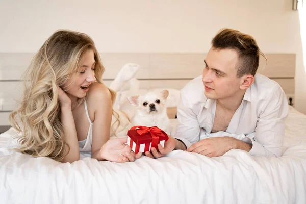 朝の夫婦はベッドの上に赤い箱を持って犬に贈り物をする Chihuahuaペットやペットの所有者 コピースペース — ストック写真