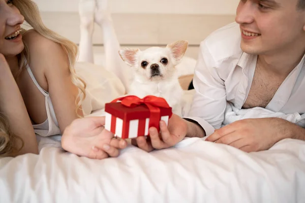 ペット犬Chihuahuaのクローズアップ肖像画 犬は主人の隣のベッドの上に寝そべっている 赤い箱の中のペットに誕生日プレゼントをする — ストック写真