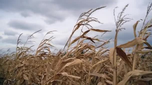 Oskördad majs på fältet. Torra majsblad svajar i vinden. — Stockvideo