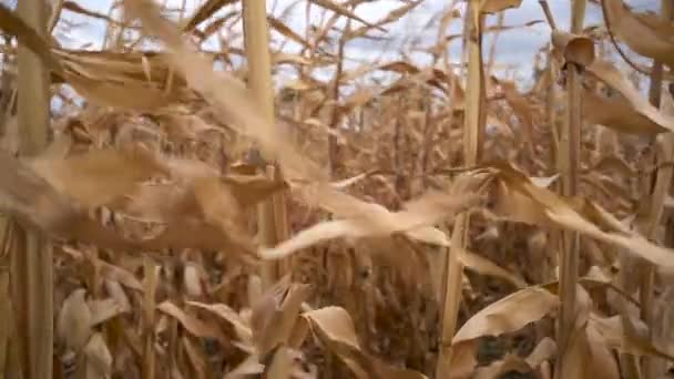 Gul torr majs på jordbruksmark med blåst vind på blå himmel mogen majs, gård djurfoder industrin — Stockvideo