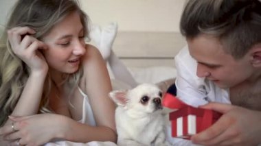 Bir köpek chihuahua 'nın yakın plan portresi. Köpek, sahiplerinin yanında yatağın üzerinde uzanıyor. Kutudaki evcil hayvana doğum günü hediyesi vermek..