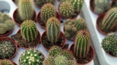 Alışveriş merkezindeki vitrinlere yakın çekim. Süpermarketteki raflarda bir sürü güzel kaktüs yetişiyor. Kapalı alandaki bitkilerin satışı.