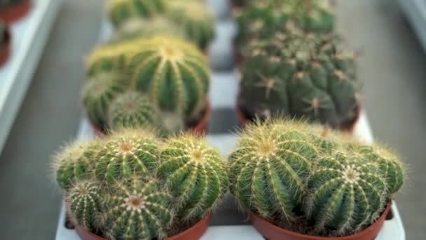 Veel cactussen worden gekweekt in bruine potten en verkocht op de cactusmarkt, rijen cactussen in een binnenkwekerij. — Stockvideo